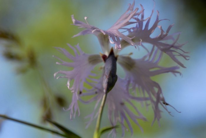 SPLENDUR EdP – Bild 5
